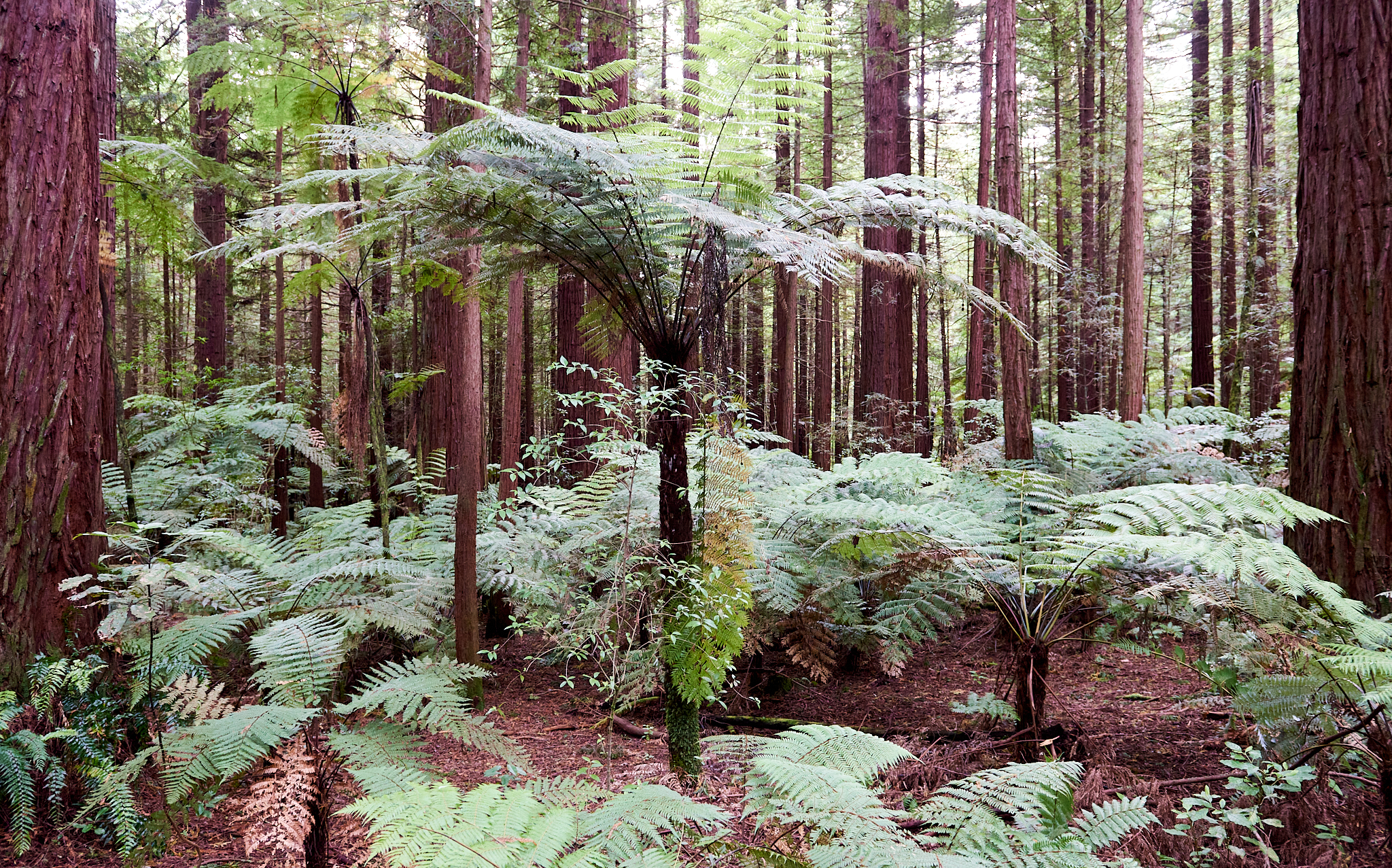 20180130 020 뉴질랜드 카레레